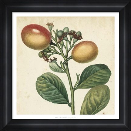 Framed Garden Bounty I Print