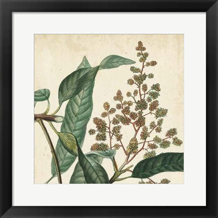 Framed Garden Bounty II Print