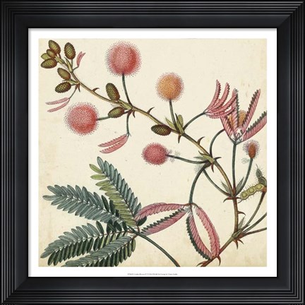 Framed Garden Bounty IV Print