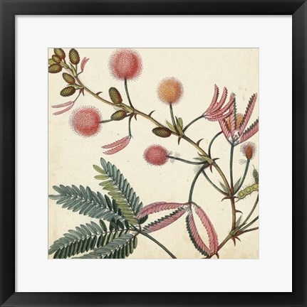 Framed Garden Bounty IV Print