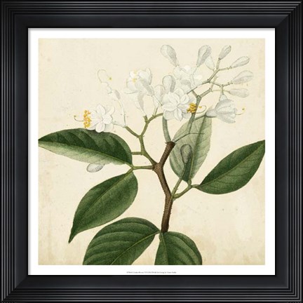 Framed Garden Bounty VI Print