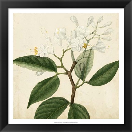 Framed Garden Bounty VI Print