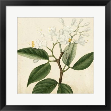 Framed Garden Bounty VI Print
