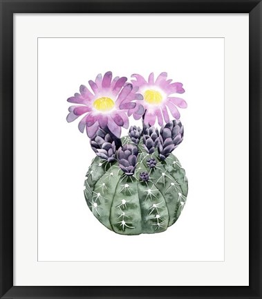 Framed Cactus Bloom IV Print