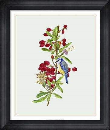 Framed Lycium Barbarum I Print