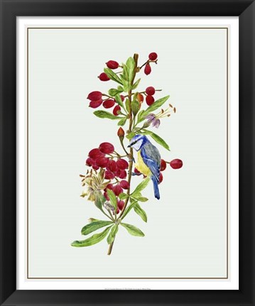 Framed Lycium Barbarum I Print