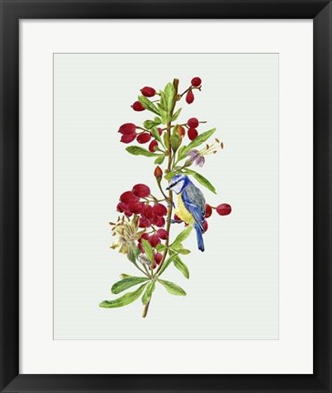 Framed Lycium Barbarum I Print