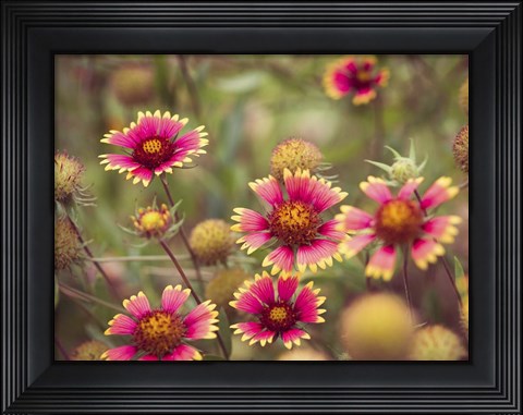 Framed Wild Blooms II Print