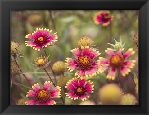 Framed Wild Blooms II Print