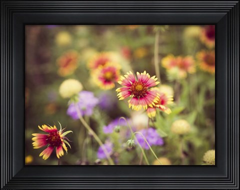 Framed Wild Blooms III Print