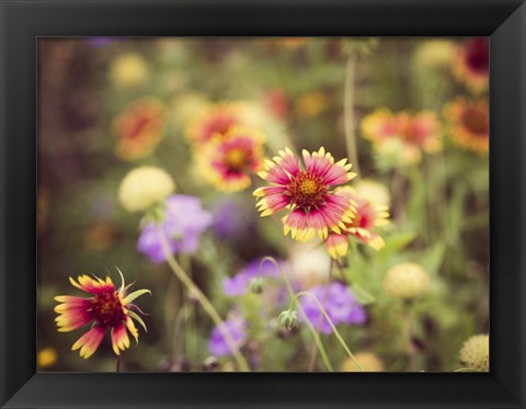 Framed Wild Blooms III Print