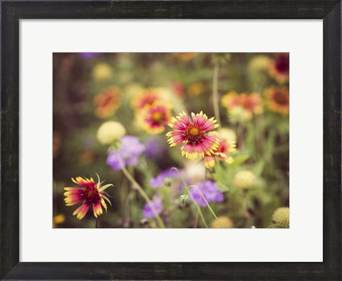 Framed Wild Blooms III Print