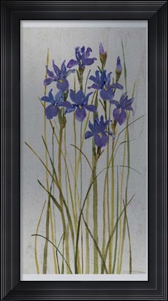 Framed Iris Patch II Print