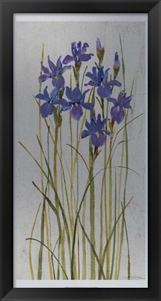 Framed Iris Patch II Print