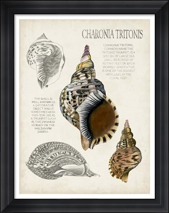 Framed Seashell Field Notes I Print