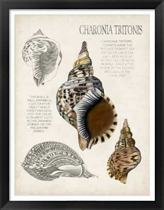 Framed Seashell Field Notes I Print