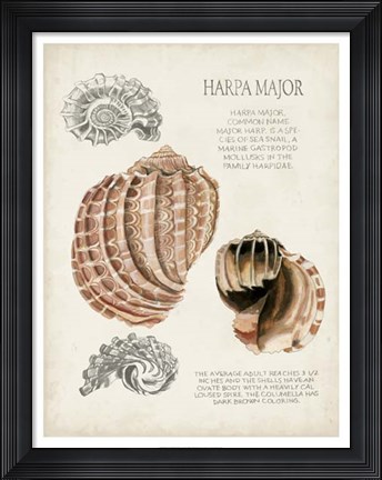 Framed Seashell Field Notes II Print
