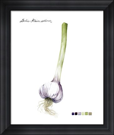 Framed Root Vegetable I Print