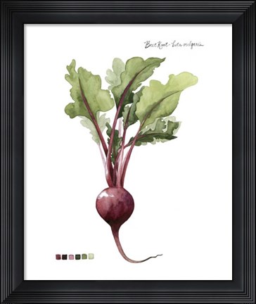 Framed Root Vegetable II Print