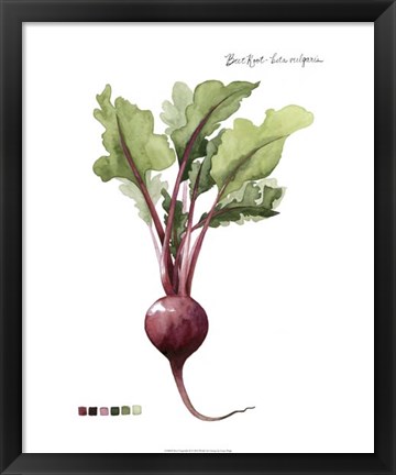 Framed Root Vegetable II Print