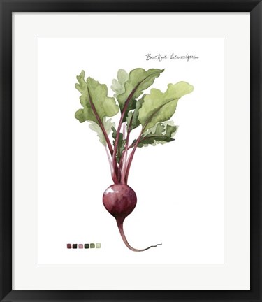 Framed Root Vegetable II Print