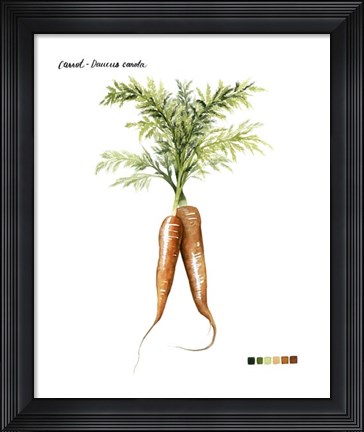 Framed Root Vegetable III Print