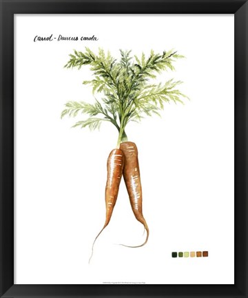 Framed Root Vegetable III Print