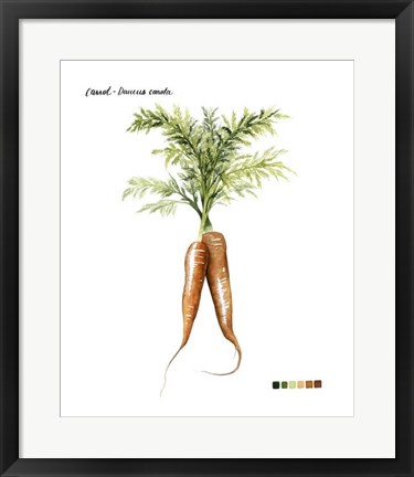 Framed Root Vegetable III Print