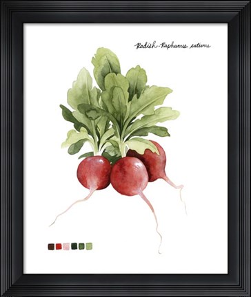 Framed Root Vegetable IV Print