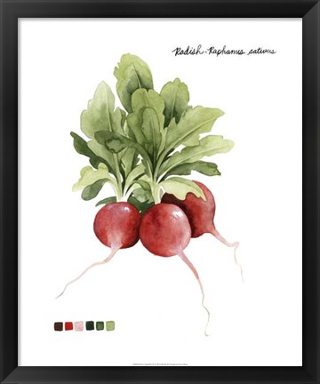 Framed Root Vegetable IV Print