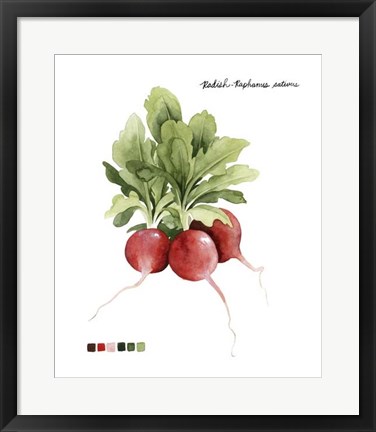 Framed Root Vegetable IV Print