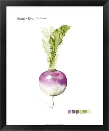 Framed Root Vegetable VI Print