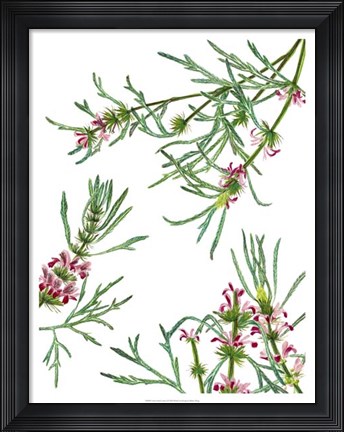 Framed Asian Flower Array II Print