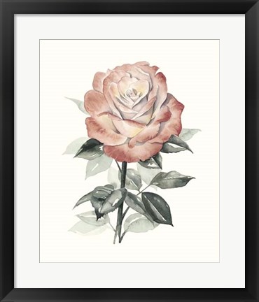 Framed Beholden Rose I Print