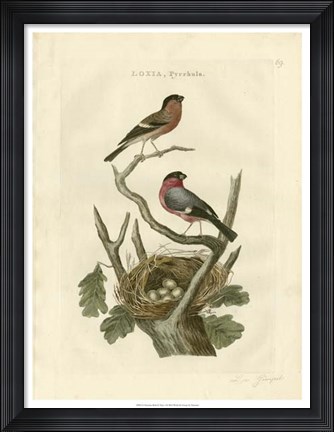 Framed Nozeman Birds &amp; Nests  I Print