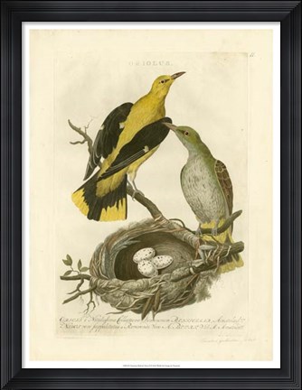 Framed Nozeman Birds &amp; Nests  II Print