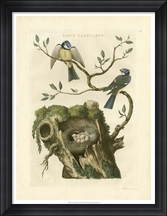 Framed Nozeman Birds &amp; Nests  III Print