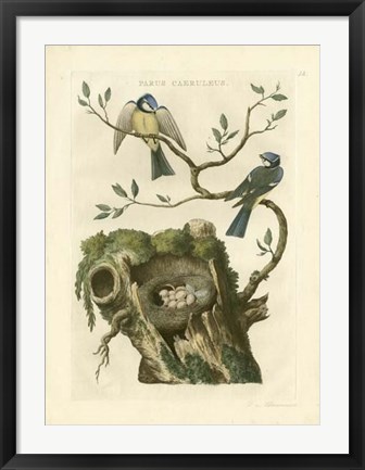 Framed Nozeman Birds &amp; Nests  III Print
