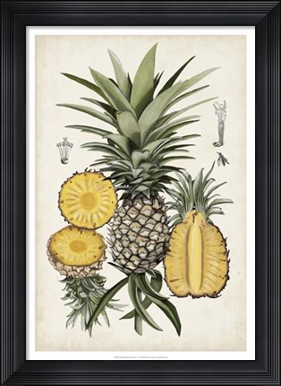 Framed Pineapple Botanical Study I Print