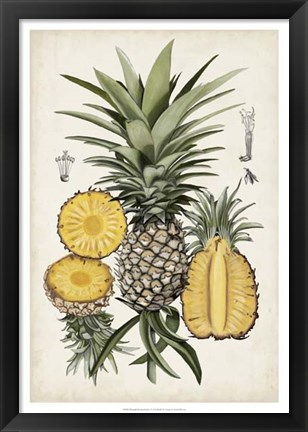 Framed Pineapple Botanical Study I Print