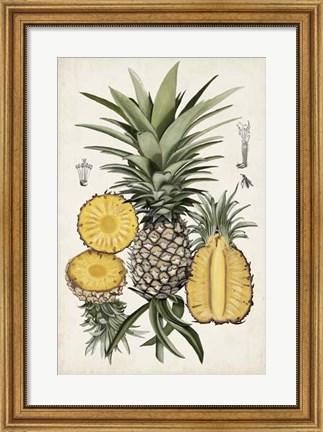 Framed Pineapple Botanical Study I Print