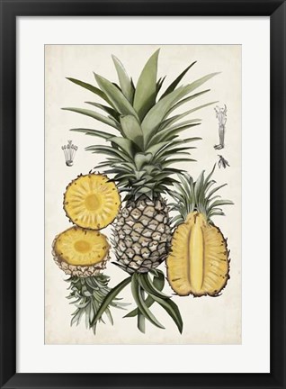 Framed Pineapple Botanical Study I Print