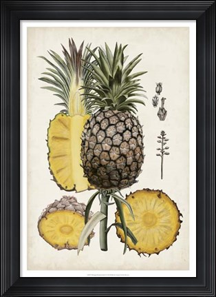 Framed Pineapple Botanical Study II Print