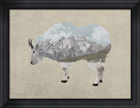 Framed Rocky Mountain Goat Print