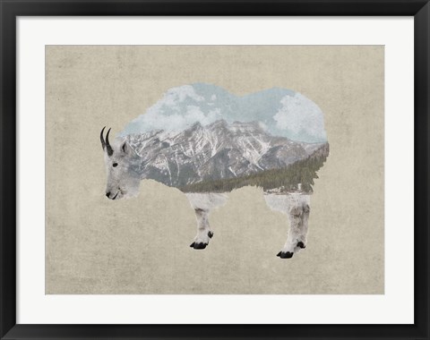 Framed Rocky Mountain Goat Print