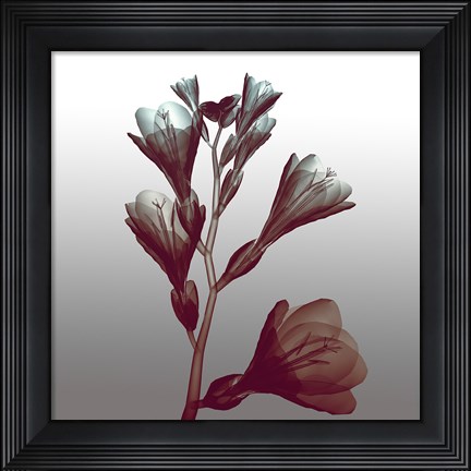 Framed Ombre Freesia Flowers X-Ray Print