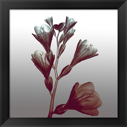 Framed Ombre Freesia Flowers X-Ray Print