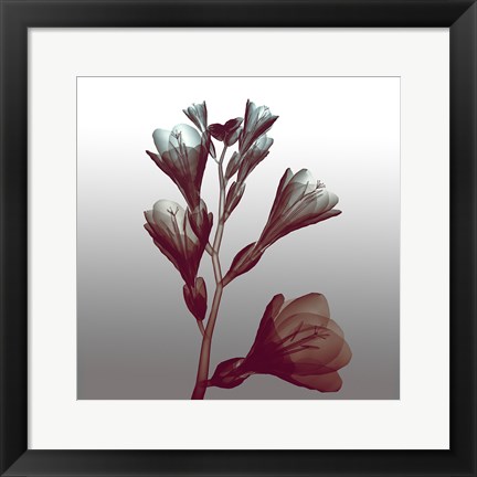 Framed Ombre Freesia Flowers X-Ray Print