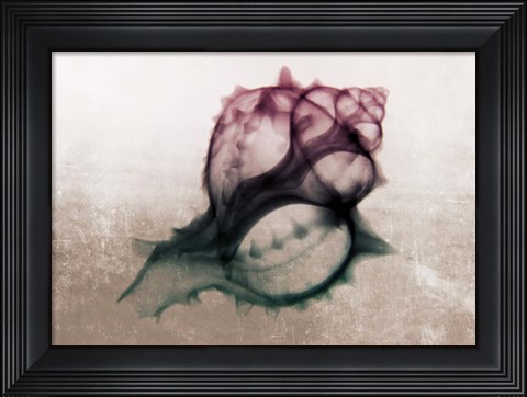 Framed Ombre Sea Shell X-Ray Print