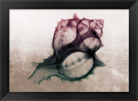 Framed Ombre Sea Shell X-Ray Print